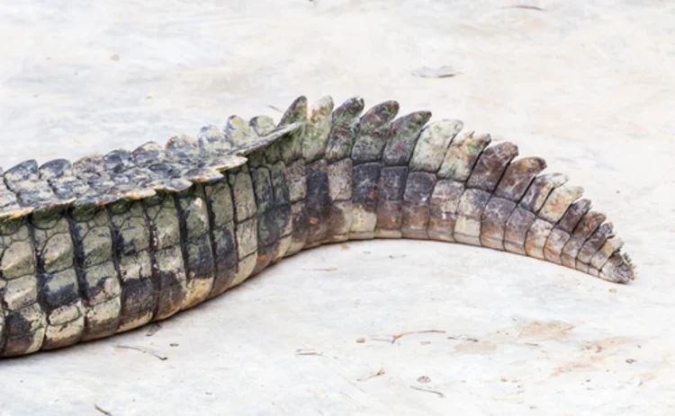 crocodile-tail