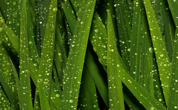 dew-grass