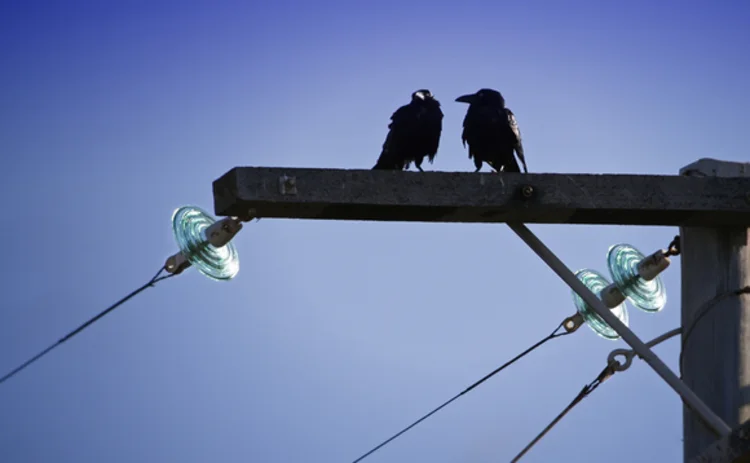 Cutting edge - Modelling dependence of price spikes in Australian electricity markets