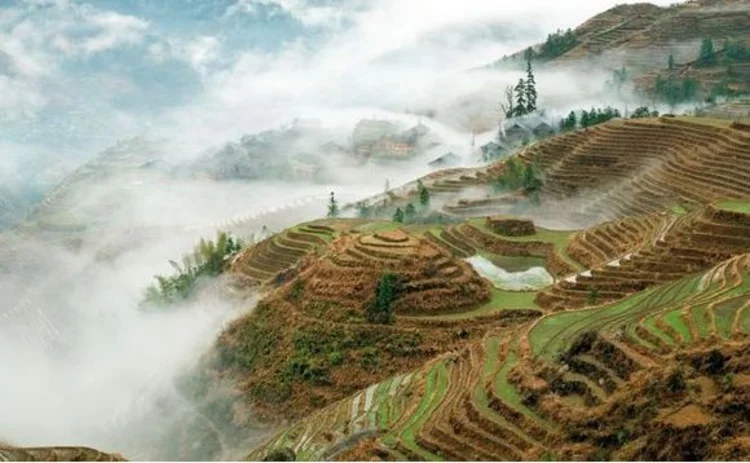 china-ricefields