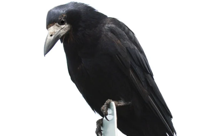 nordic-raven