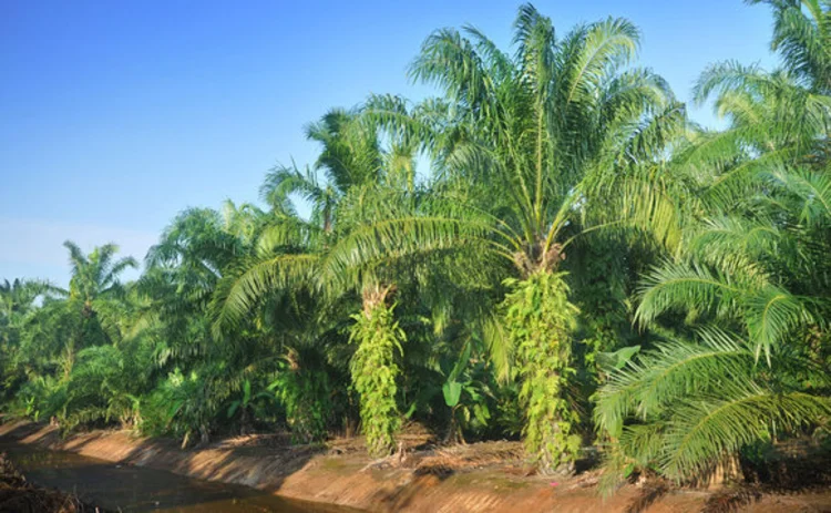 Palm oil plantations