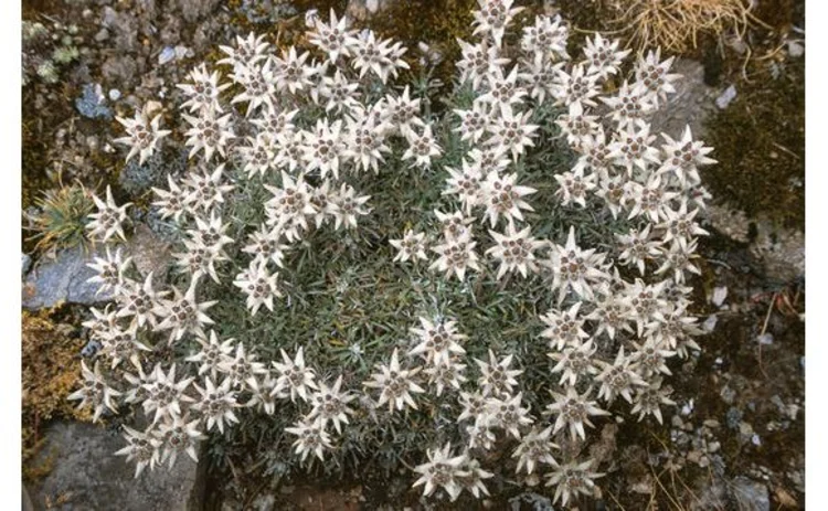 crowd-of-edelweiss-star-flowers-in-the-alps-closeup