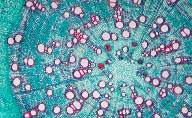 cross-section-of-pine-needle-under-microscope