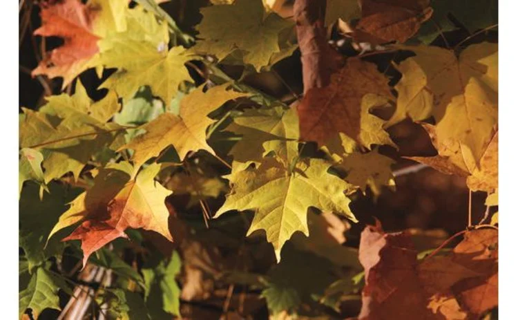 autumn-maple-leaves