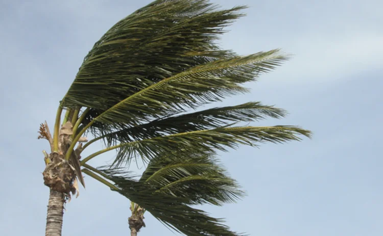 Palm tree wind