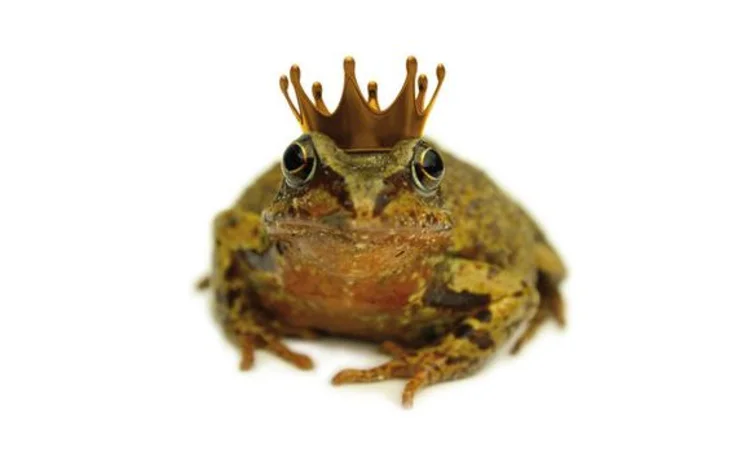 frog-prince