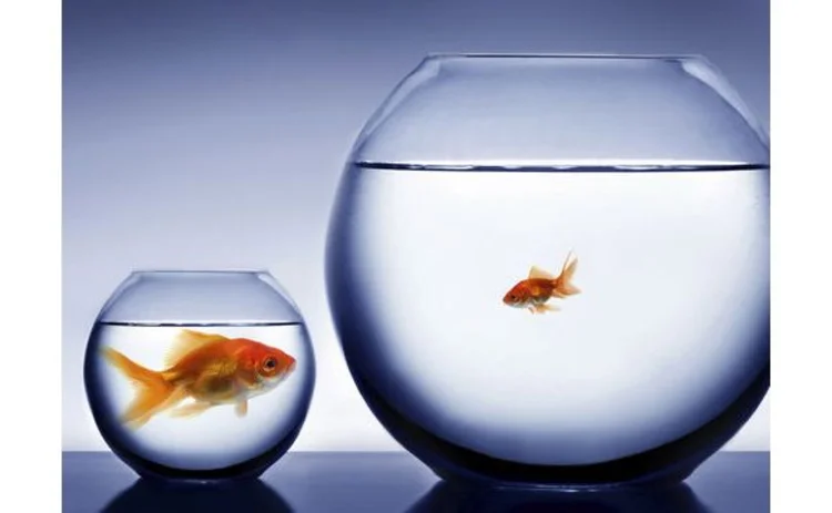 two-goldfish-in-bowls-of-water-big-fish-in-small-bowl-vice-versa
