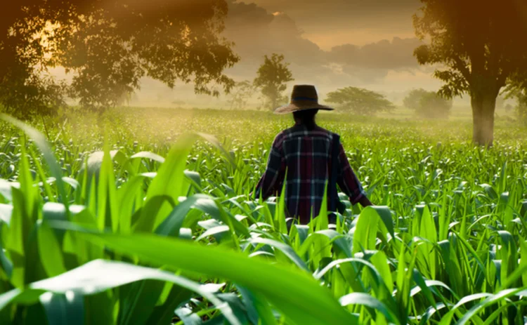 cornfield