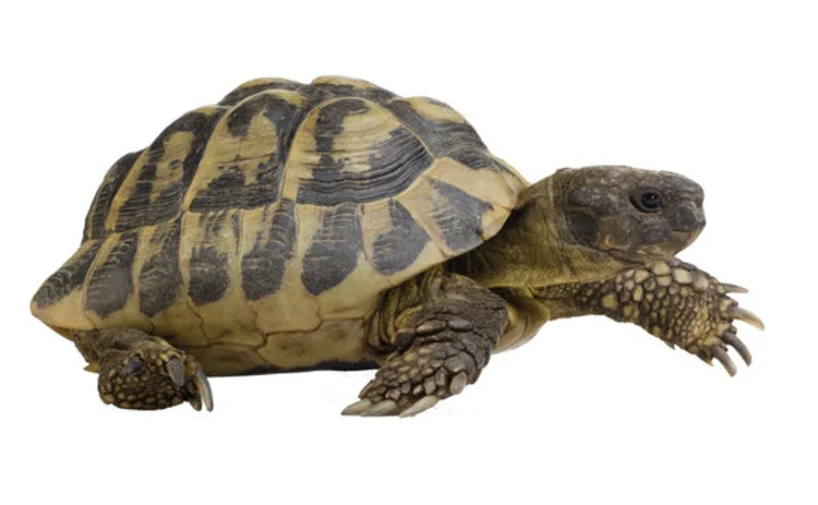 tortoise-longevity