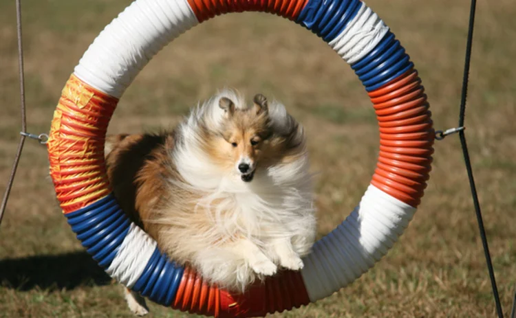 performing-dog-hoop