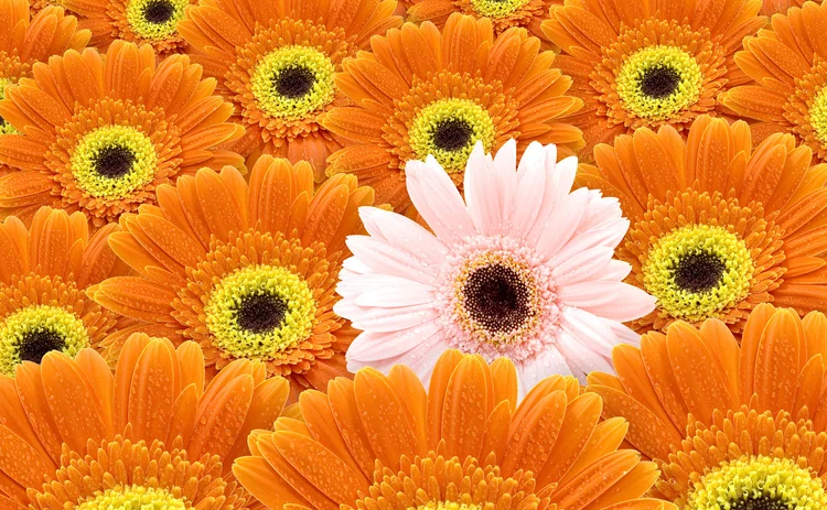flowers-orange