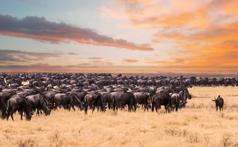 Wildebeest migrating across the Serengeti