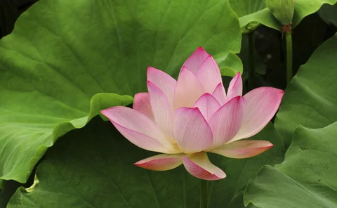 lotus-blossom