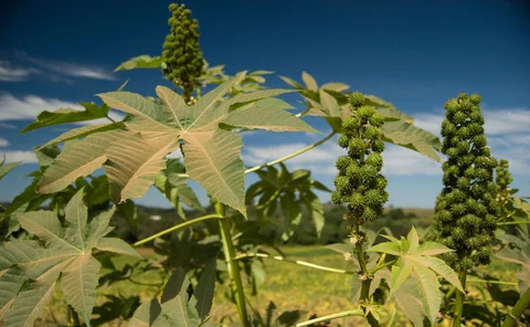 Castor oil plant