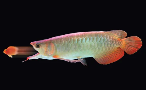 big-fish-eating-little-fish2