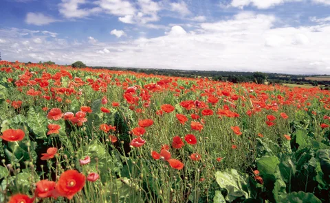 poppyfield-in-ireland