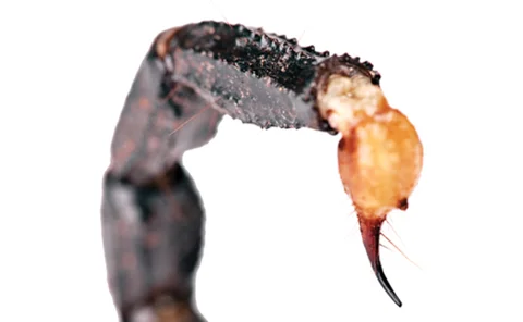 Scorpion tail