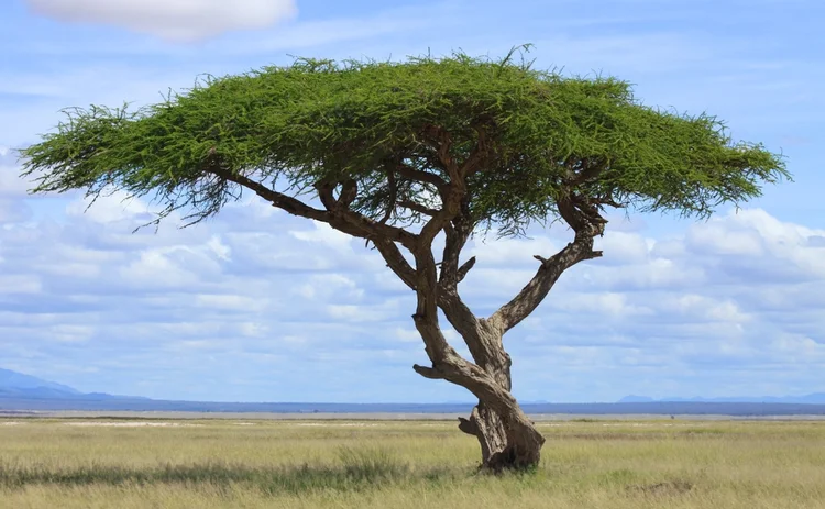 acacia-tree-africa