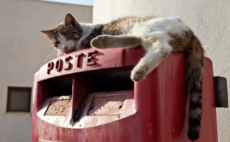 Cat on an Italian post box