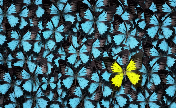 butterfly-dispersion-1226181725.jpg