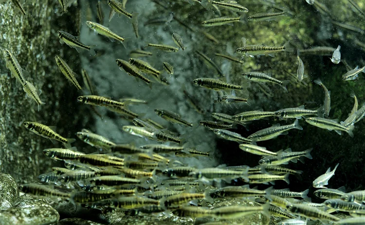 A school of minnow fish