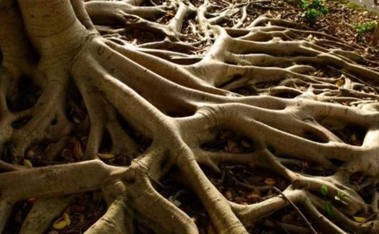 exposed-tree-roots