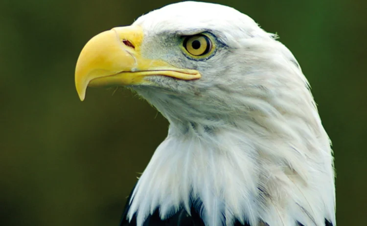 american-bald-eagle