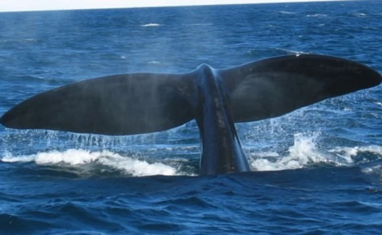 long-tail-whale