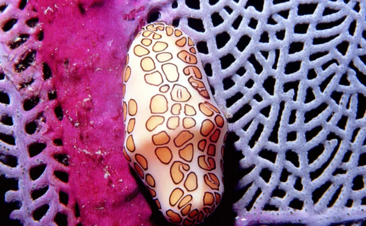 sea-slug-on-coral