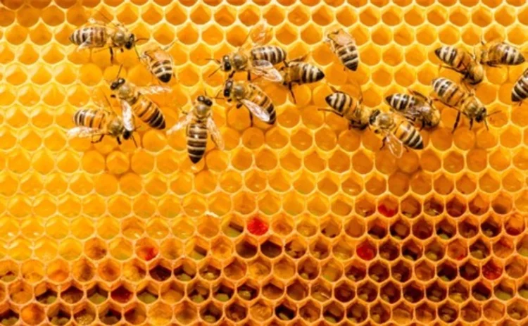 bees-420380332