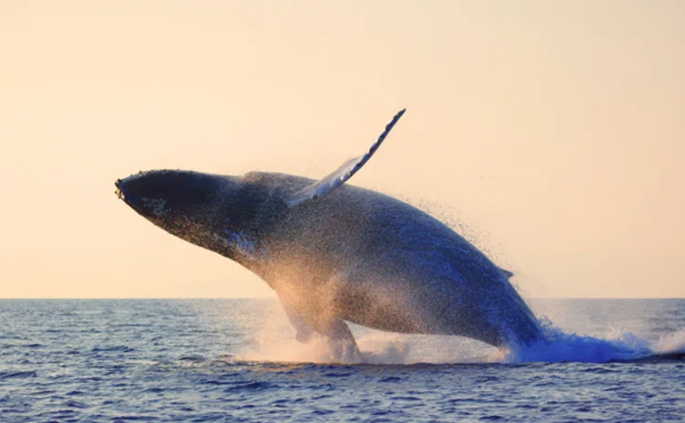 A humpback whale jumping out of water