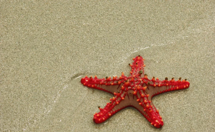 red-starfish-on-sandy-background