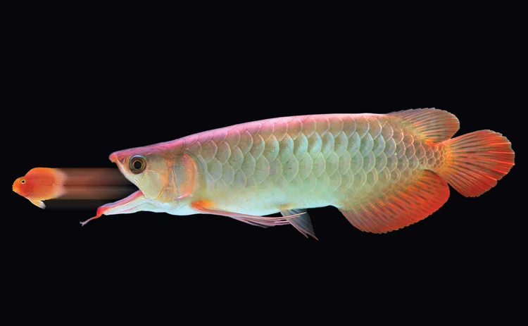 big-fish-eating-little-fish2