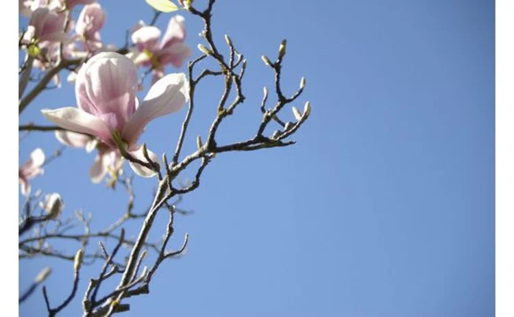 magnolia-branch-and-flower-pink-against-blue-sky-closeup-copy-space
