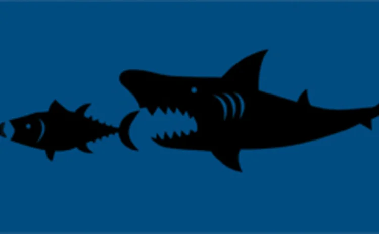 Shark eats big fish eats small fish