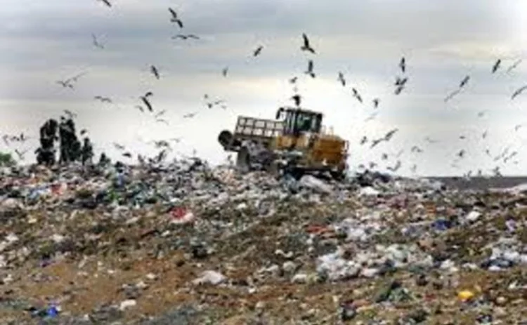 landfill and birds