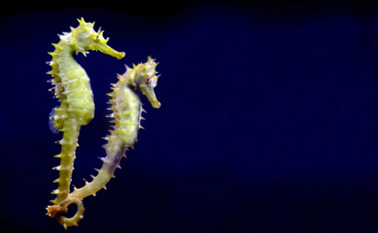 two-seahorses-with-tails-intertwined