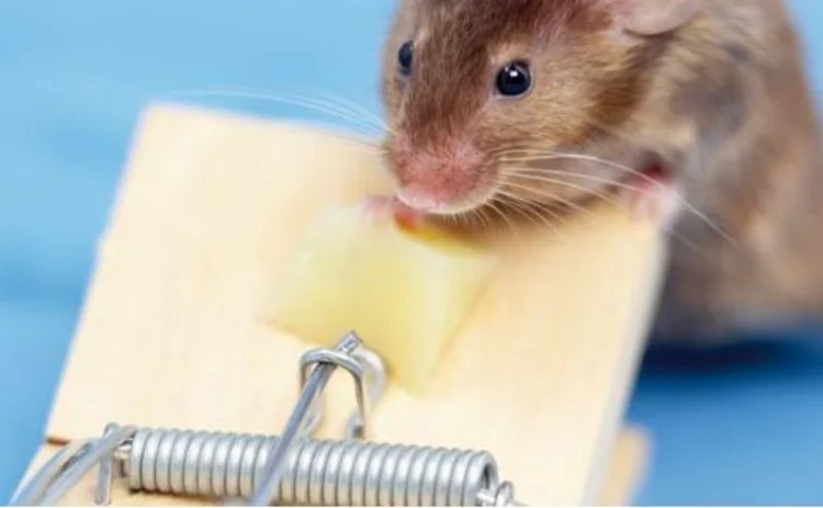 Mouse thinking of stealing some cheese from a mousetrap