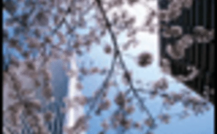 asiarisk-oct07-43-gif