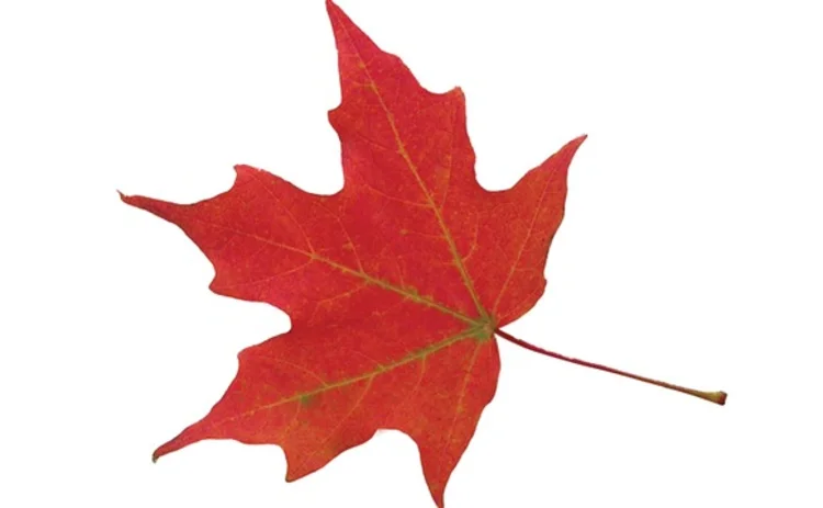 Maple leaf