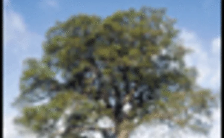 pg24-tree-gif