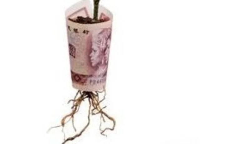 money-plant