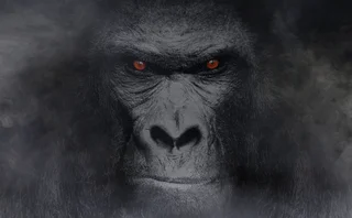 Gorilla in the mist